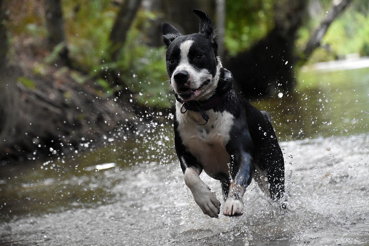 How to Keep Your Pet’s Mental Health in Check